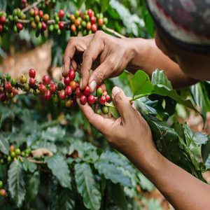 فصلهای برداشت قهوه در کشورهای مختلف | فروشگاه اینترنتی آرول کافی